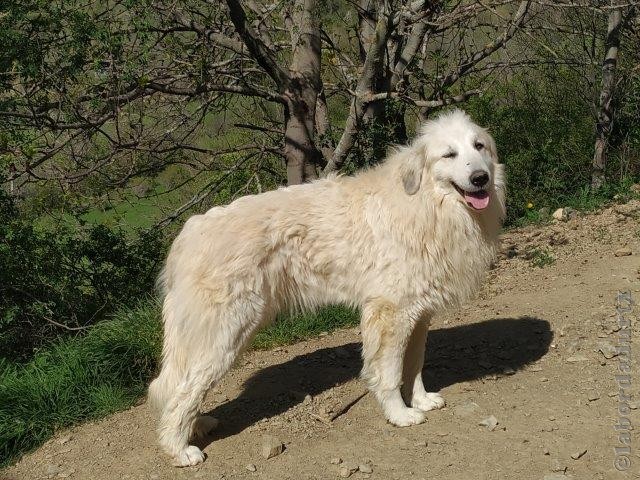 Perro de Montana del Pirineo