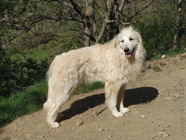 Perro de Montana del Pirineo