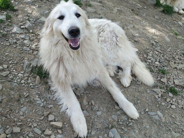 Perro de Montana del Pirineo