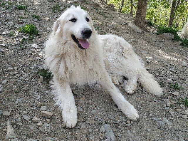 Perro de Montana del Pirineo