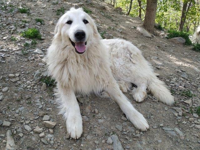 Perro de Montana del Pirineo