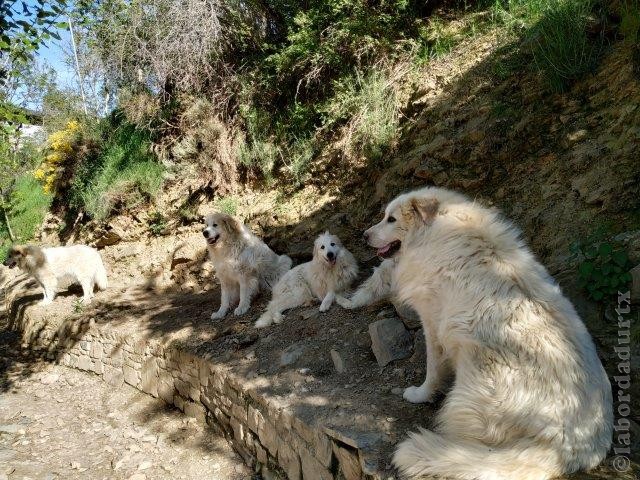 Perro de Montana del Pirineo