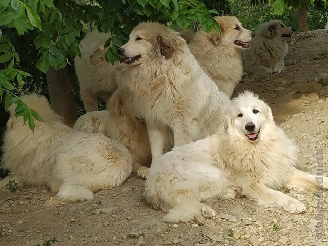 Perro de Montana del Pirineo