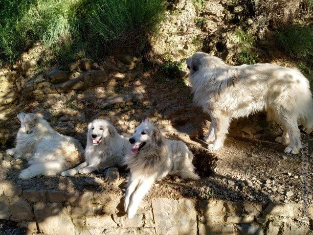 Perro de Montana del Pirineo