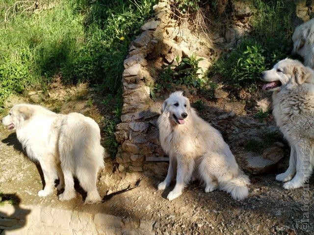 Perro de Montana del Pirineo