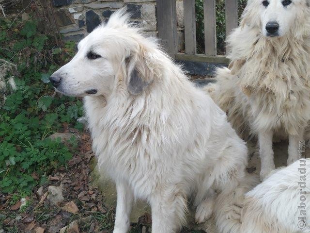 Perro de Montana del Pirineo