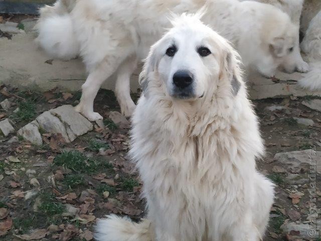 Perro de Montana del Pirineo