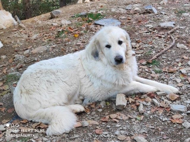 Perro de Montana del Pirineo