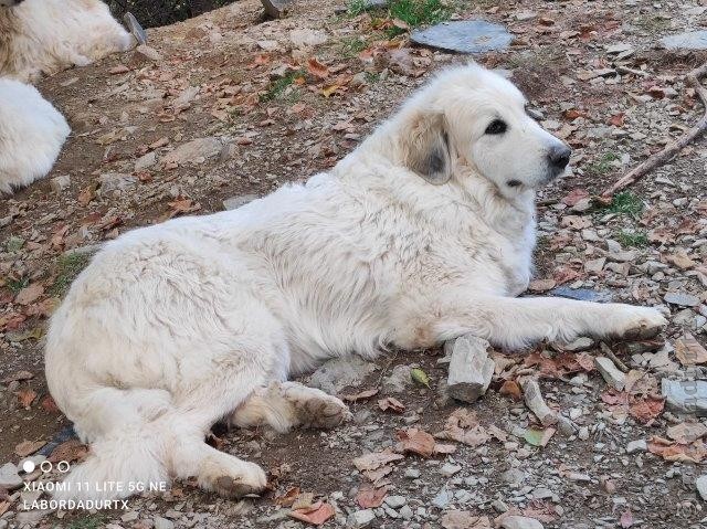 Perro de Montana del Pirineo