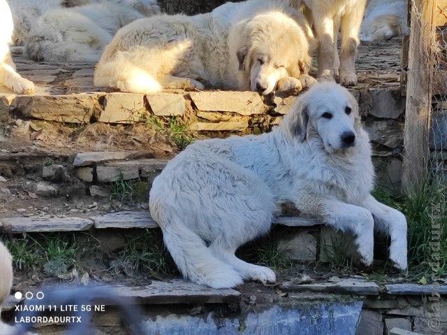 Perro de Montana del Pirineo