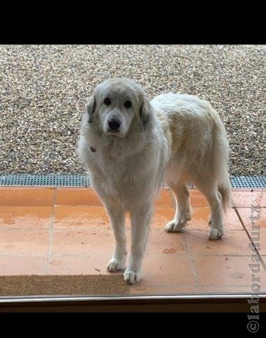 Perro de Montana del Pirineo