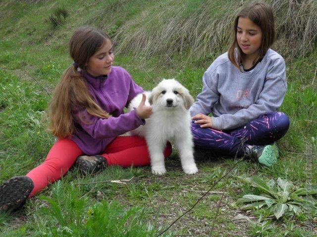 Perro de Montana del Pirineo