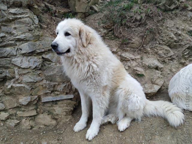 Perro de Montana del Pirineo