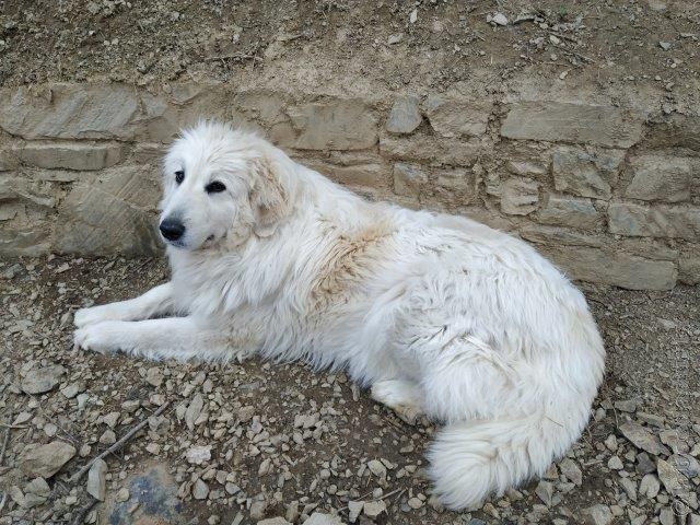 Perro de Montana del Pirineo