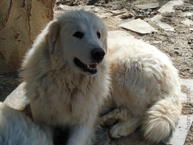 Perro de Montana del Pirineo