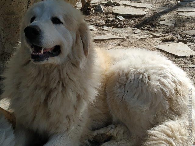 Perro de Montana del Pirineo