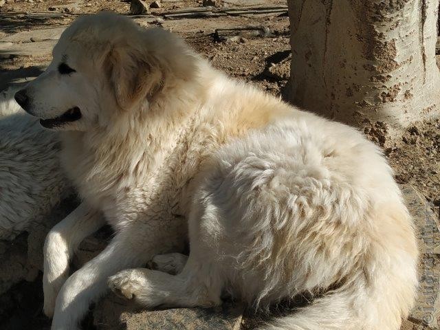 Perro de Montana del Pirineo