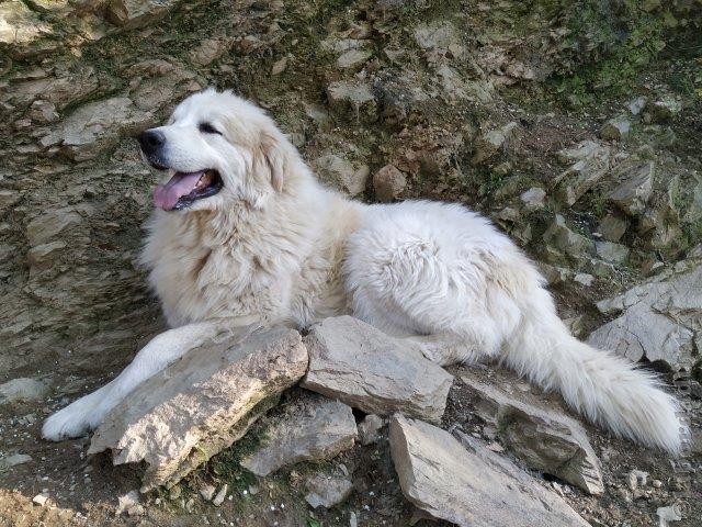 Perro de Montana del Pirineo