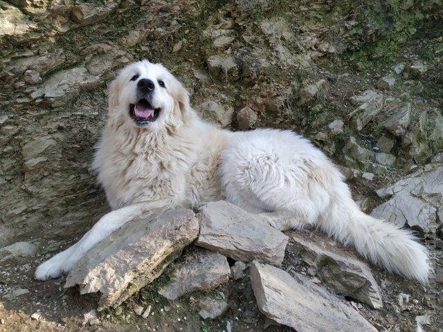 Perro de Montana del Pirineo