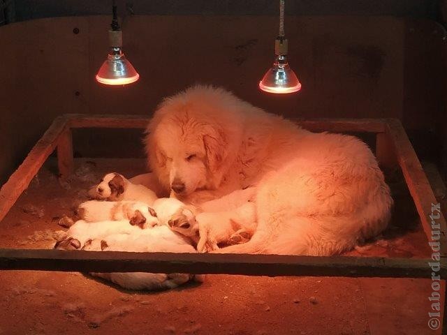 Perro de Montana del Pirineo