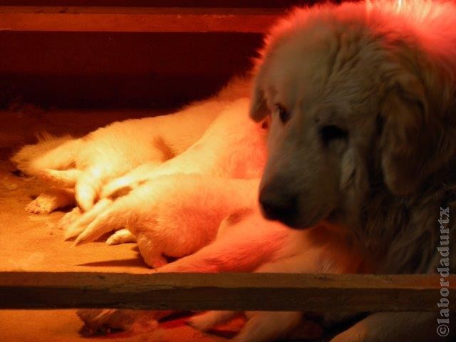 Perro de Montana del Pirineo