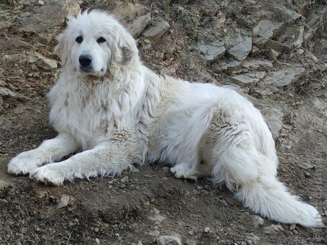 Perro de Montana del Pirineo