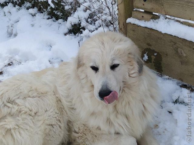 Perro de Montana del Pirineo