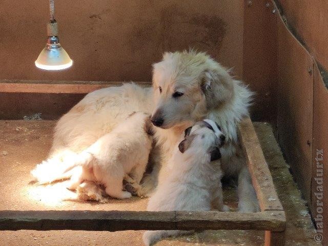 Perro de Montana del Pirineo