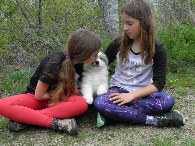 Perro de Montana del Pirineo