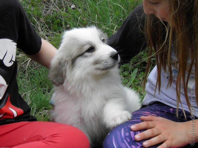 Perro de Montana del Pirineo