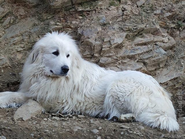 Perro de Montana del Pirineo