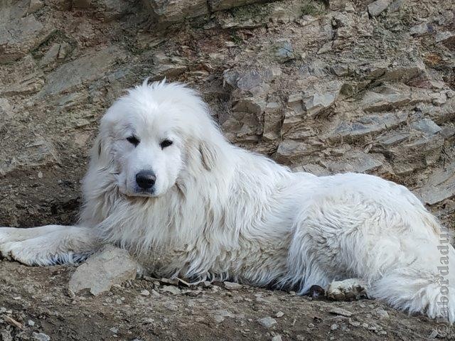 Perro de Montana del Pirineo