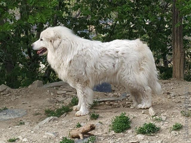 Perro de Montana del Pirineo