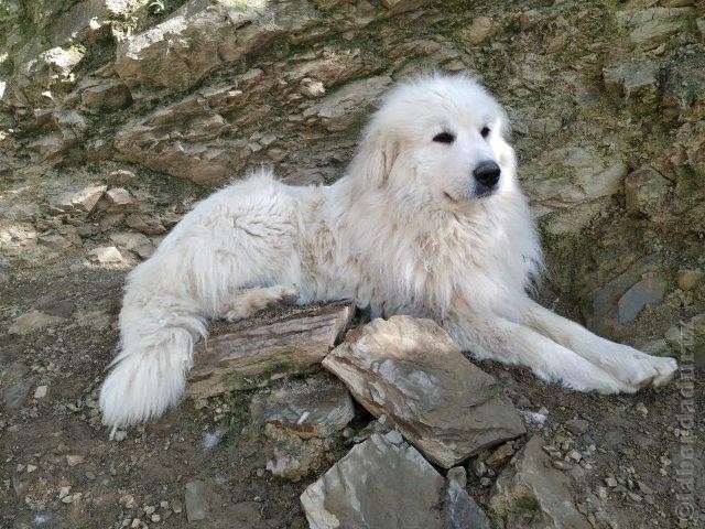 Perro de Montana del Pirineo