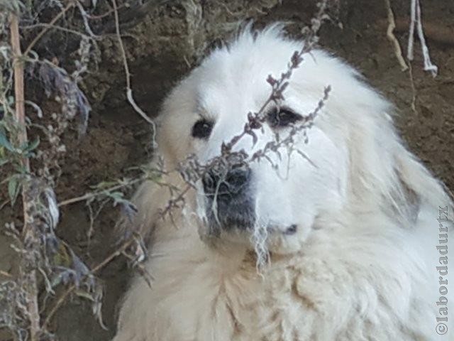 Perro de Montana del Pirineo