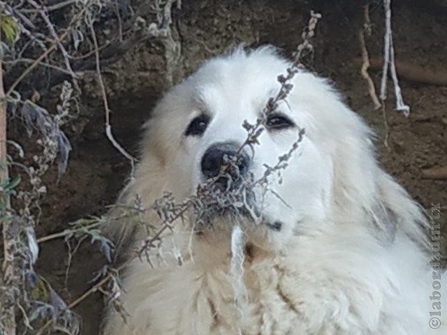 Perro de Montana del Pirineo