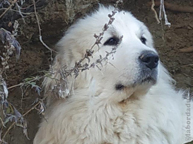 Perro de Montana del Pirineo