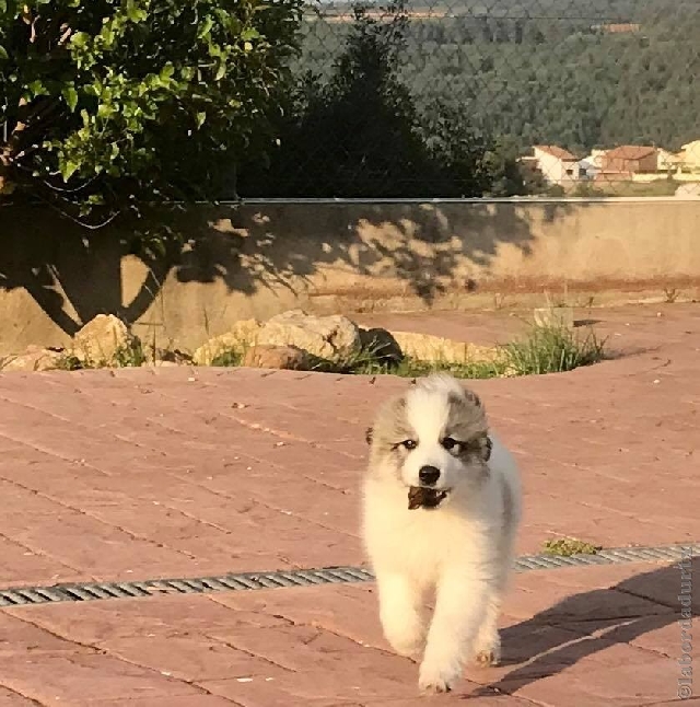 Perro de Montana del Pirineo