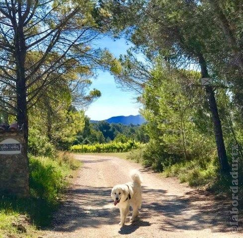 Perro de Montana del Pirineo