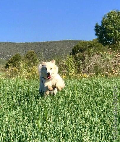 Perro de Montana del Pirineo