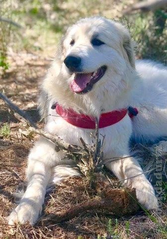 Perro de Montana del Pirineo