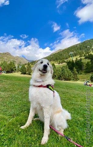 Perro de Montana del Pirineo