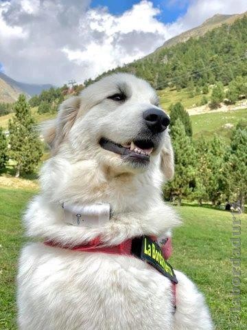 Perro de Montana del Pirineo