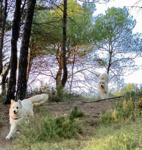 Perro de Montana del Pirineo