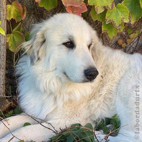 Perro de Montana del Pirineo