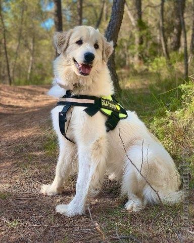 Perro de Montana del Pirineo