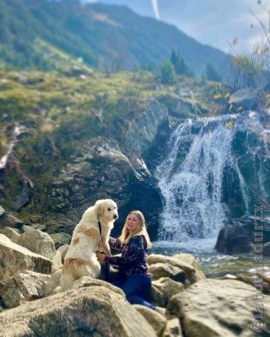 Perro de Montana del Pirineo