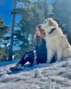 Perro de Montana del Pirineo