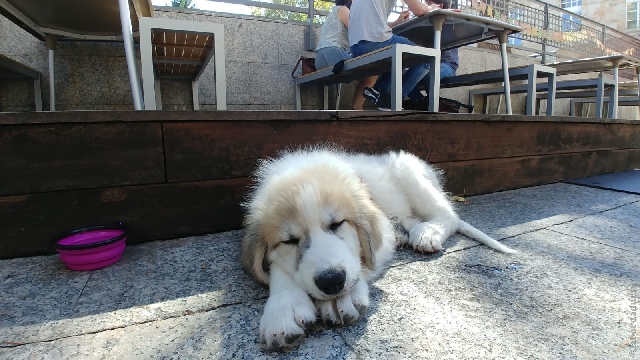 Perro de Montana del Pirineo