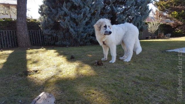 Perro de Montana del Pirineo